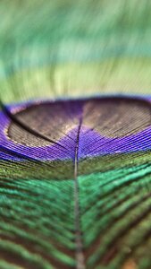 Colorful peacock feather