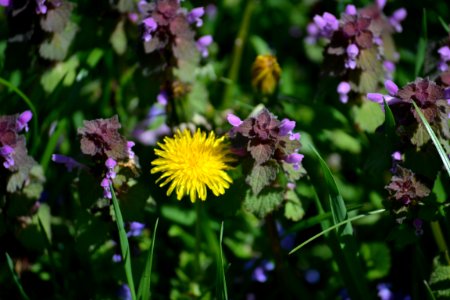 Dandelion photo