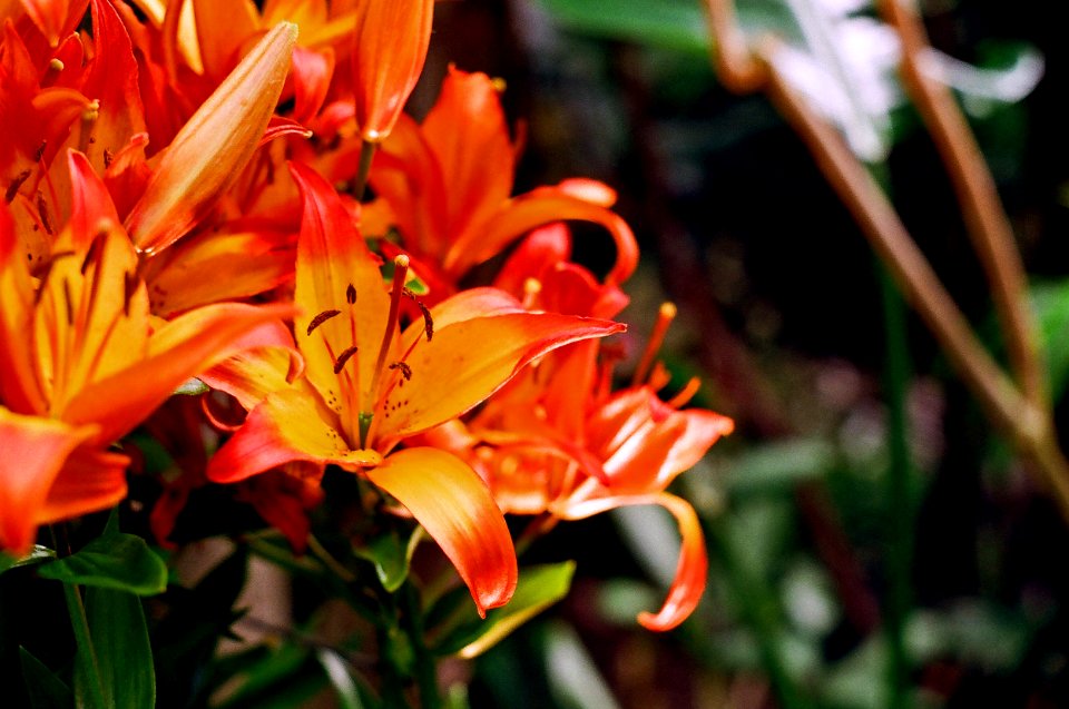 flowers close up awe yeah