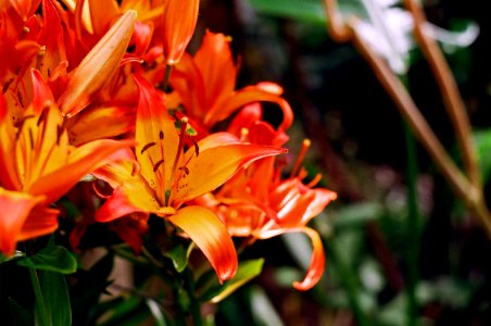 flowers close up awe yeah