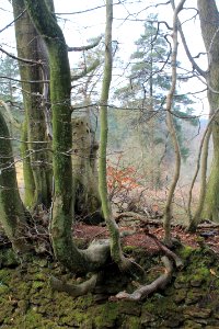 Leith-Hill-april-2016