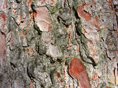 Conifer pine bark