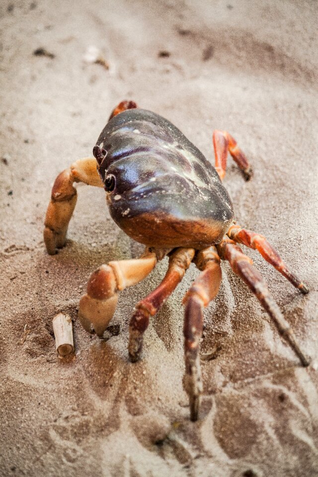 Crustacean beach marine