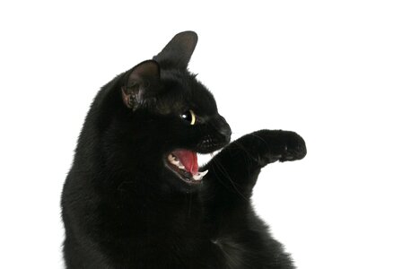 Katze black mammal photo