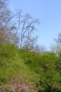 Landscape with nature