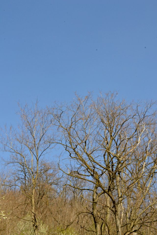 Landscape with nature