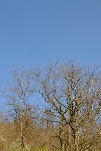 Landscape with nature