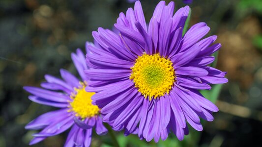 Garden petal blossom
