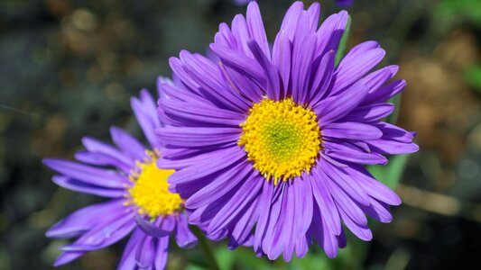 Garden petal blossom photo