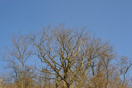 Landscape with nature
