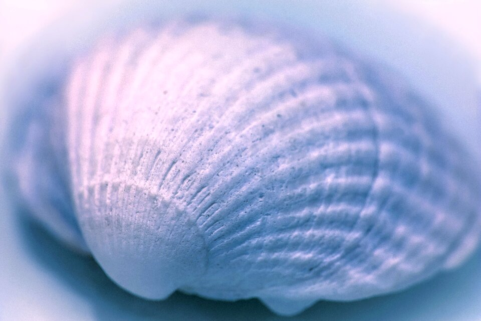 Sea seashell structure