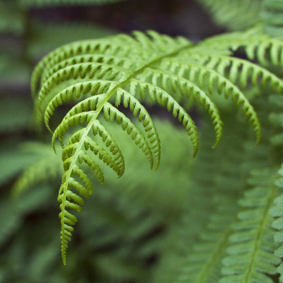 Green ecology environment