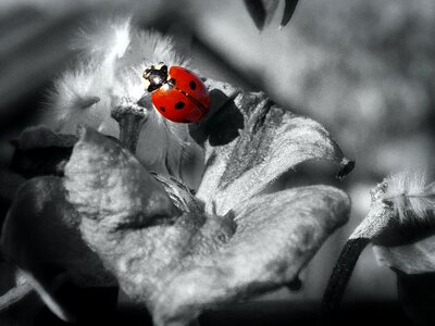 Ladybug ladybird tender photo