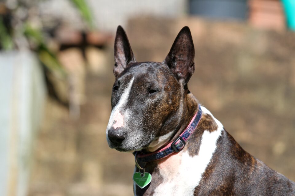 Animal canine purebred