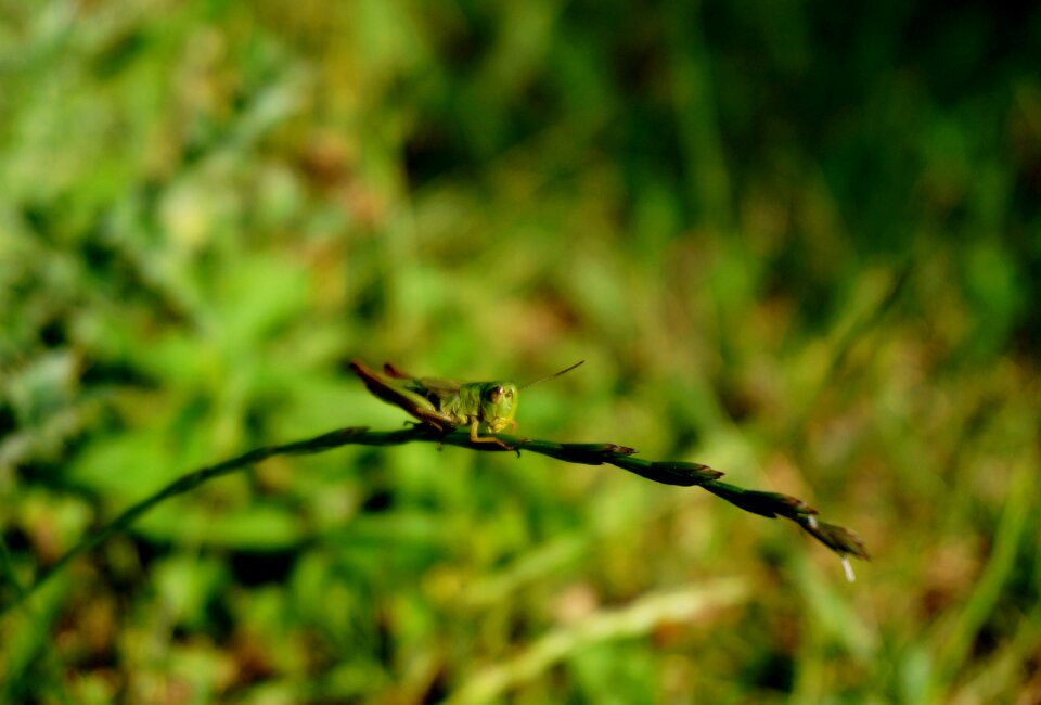 Insect macro animal
