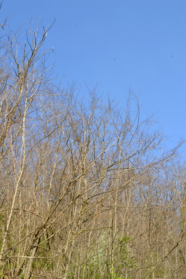 Landscape with nature