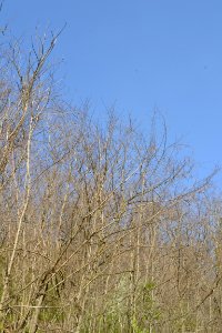Landscape with nature