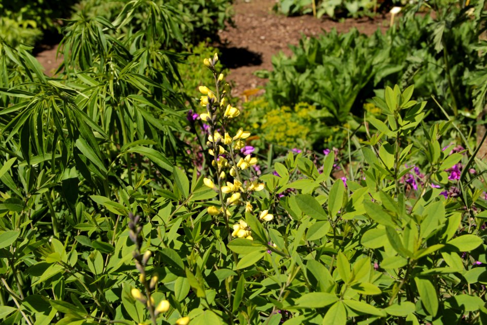 baptisia moonlight
