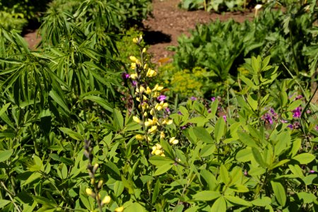 baptisia moonlight