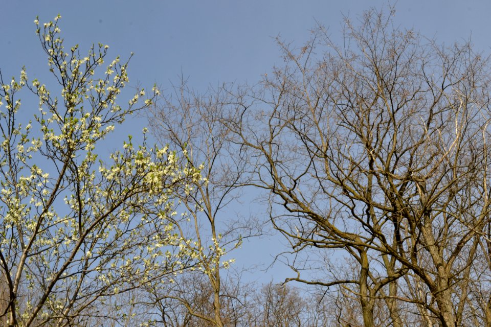 Landscape with nature