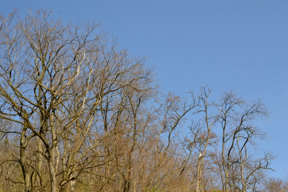 Landscape with nature
