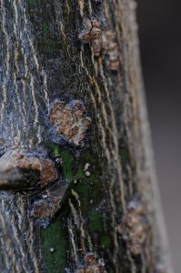 20161213-APHIS-DB-0046