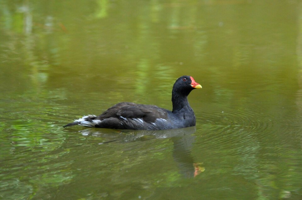 Water bird pond