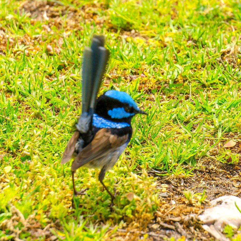 Superb Fairy Wren