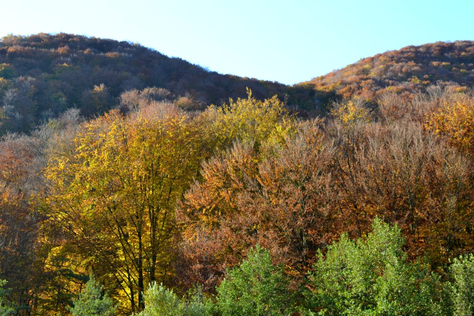 autumnal