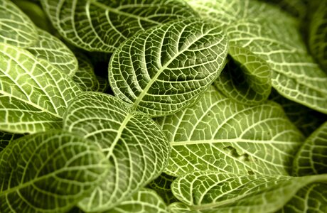 Ecology environment background