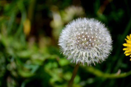 Dandelion photo