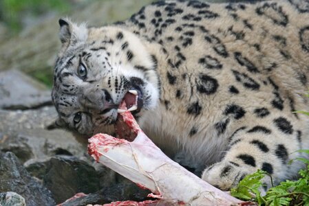 Food eat fangs