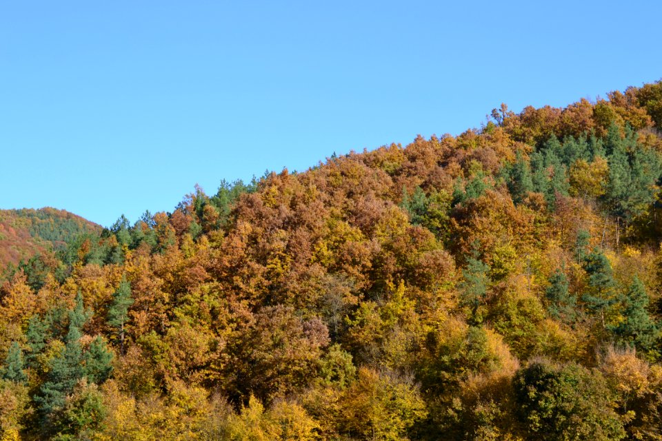 autumnal