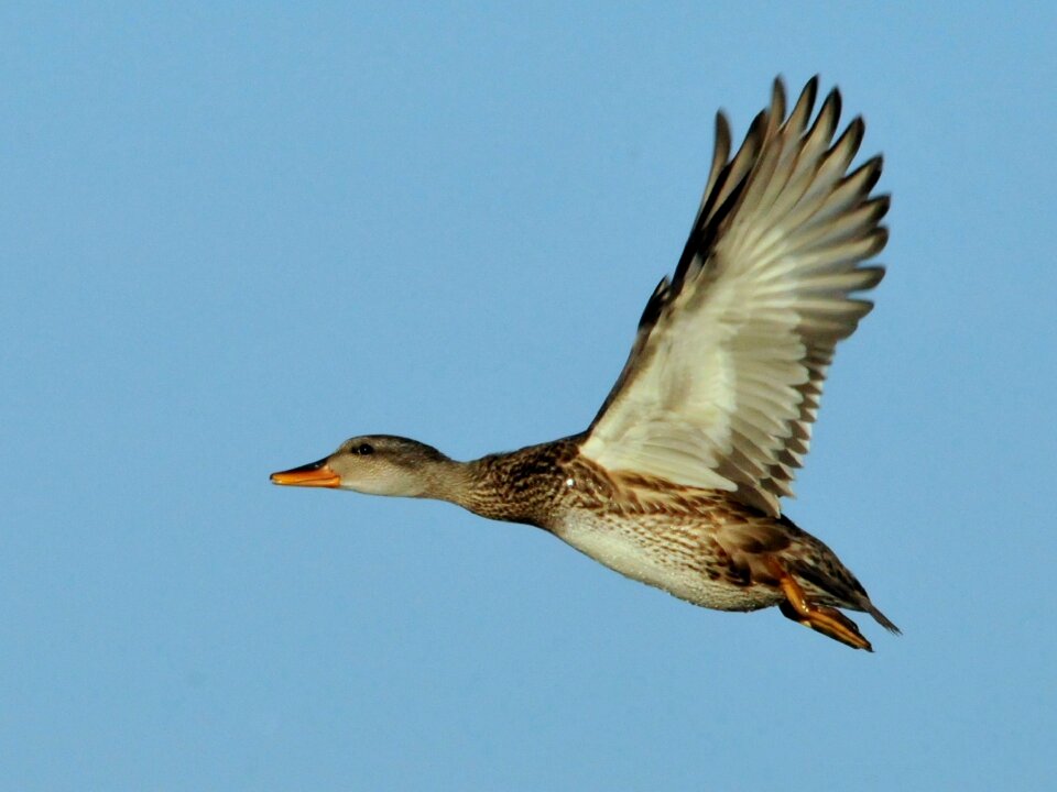 Flying wildlife nature