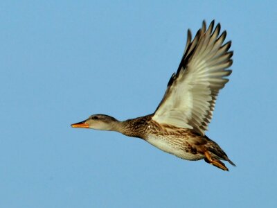 Flying wildlife nature