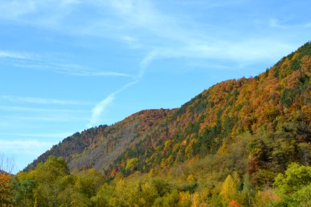 Forest in the autumn photo