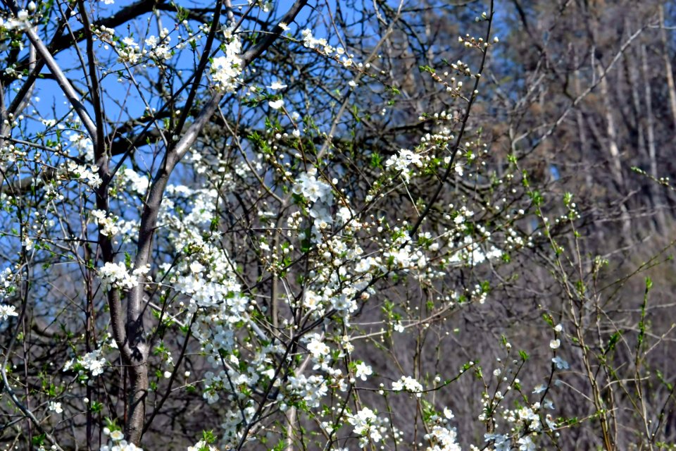 Spring 2014