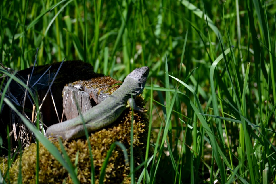 Lizard