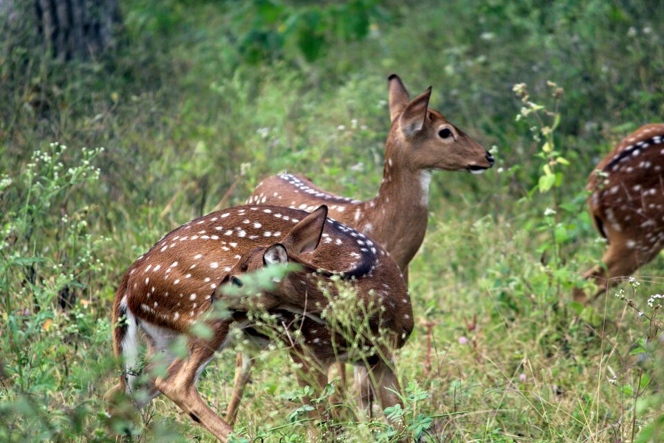 Nature animal wild