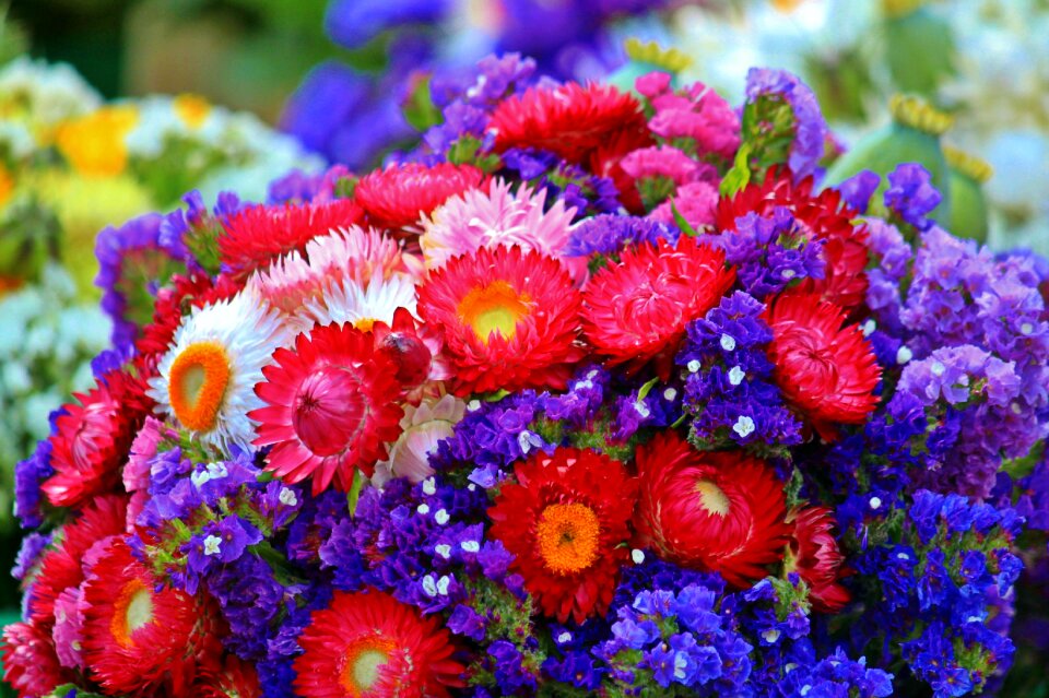 Dried flowers colorful farbenpracht