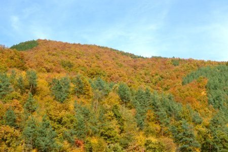 Forest in the autumn photo