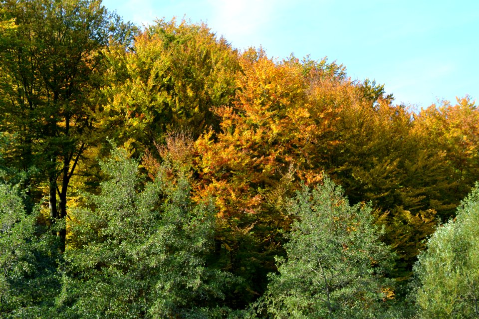 Nature