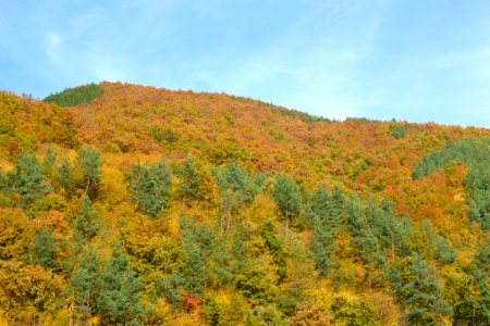 Forest in the autumn