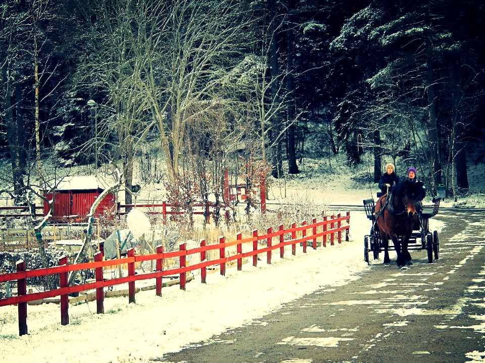 Horse and buggy exercising in the snow, Stockholm, Sweden