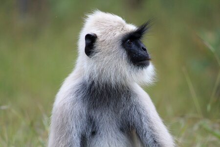 Animal nature ape