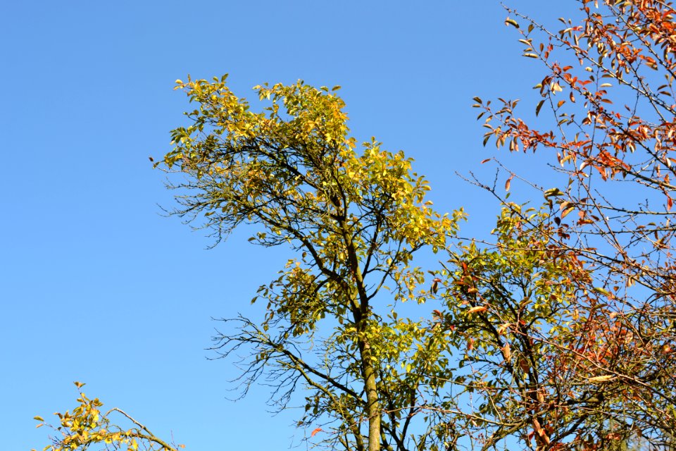 autumn