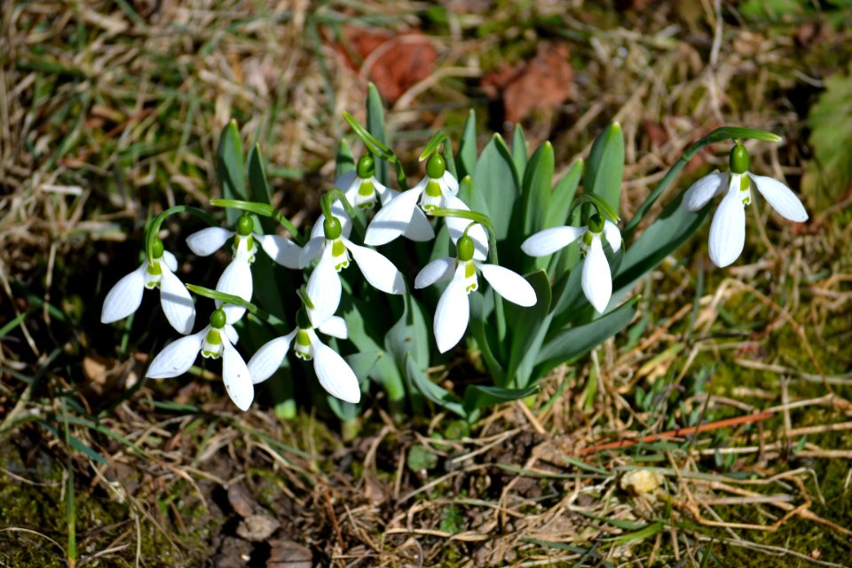 snowdrop