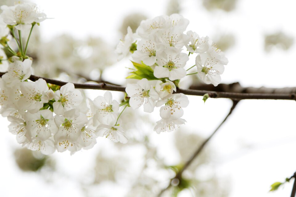 Apple blossom spring plant