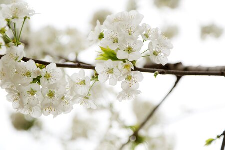 Apple blossom spring plant