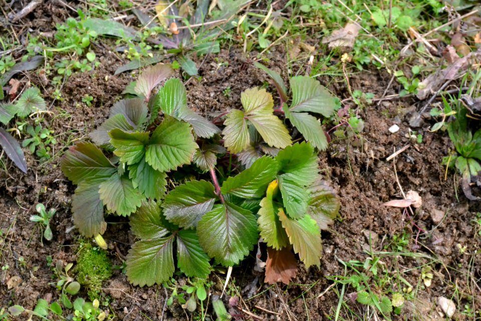 leaves of strawberry